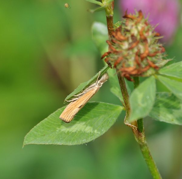 Agriphilla inquinatella ? S�